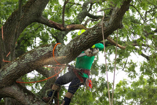 Best Tree and Shrub Care  in Meridian, MS